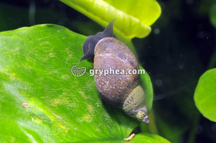 Limnée (Limnaea stagnalis) - gryphea.com